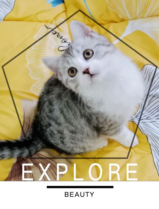 Серебристый табби биколор Страйт мальчик