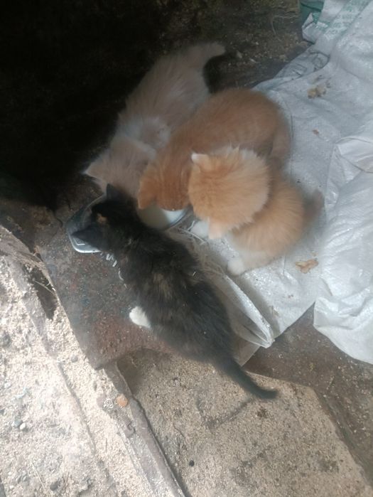 Дарю котят крысыловы