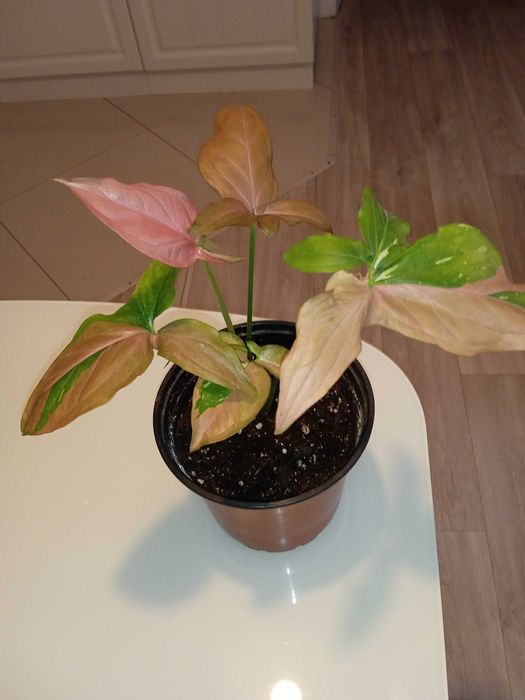 Продам комнатные растения...