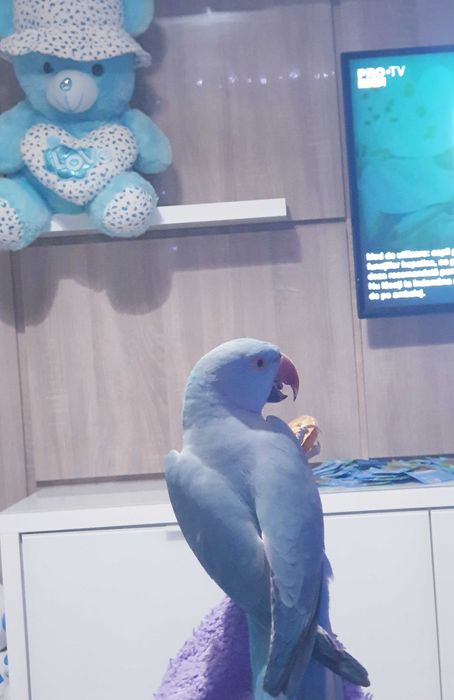 Micul Alexandru papagal