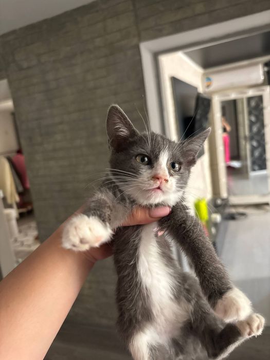 Котята в хорошие добрые руки