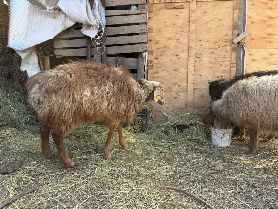 Бараны годовалые