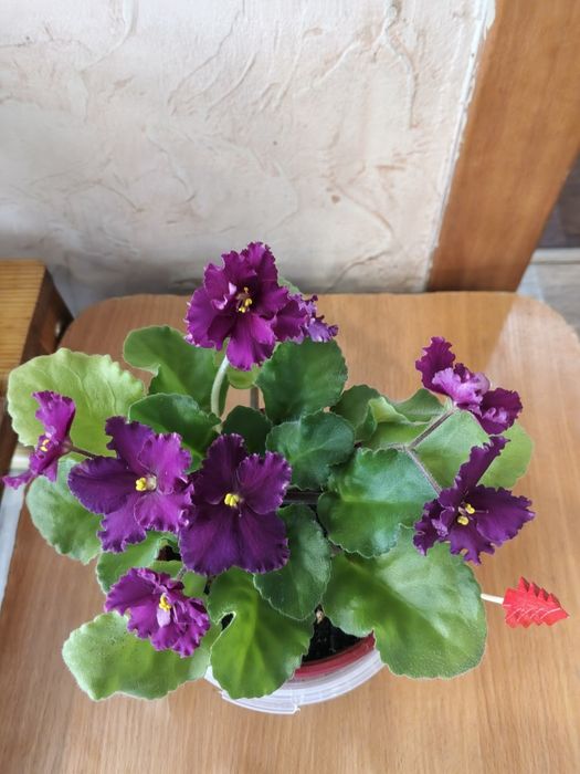 Фиалки молоденькие