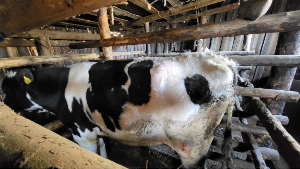 Голштинская Бык.