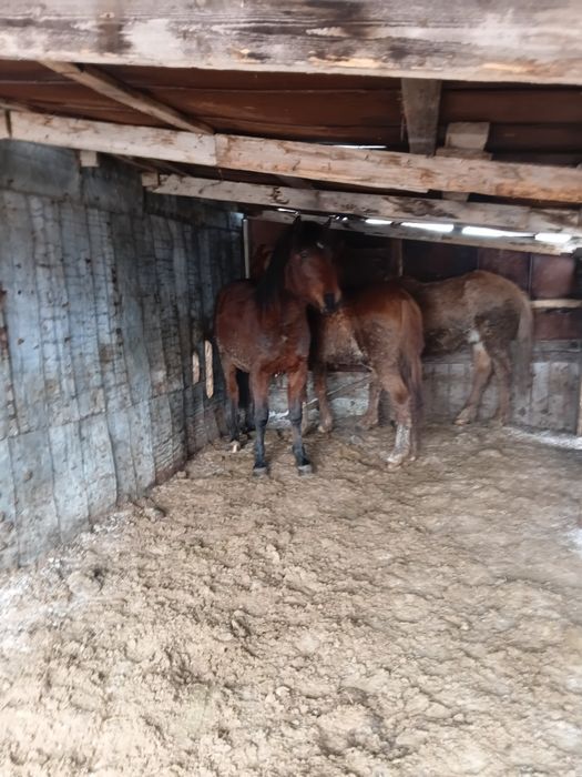 Продам откормленых лошадей