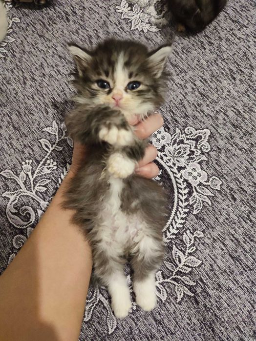 Отдам котёнка девочку