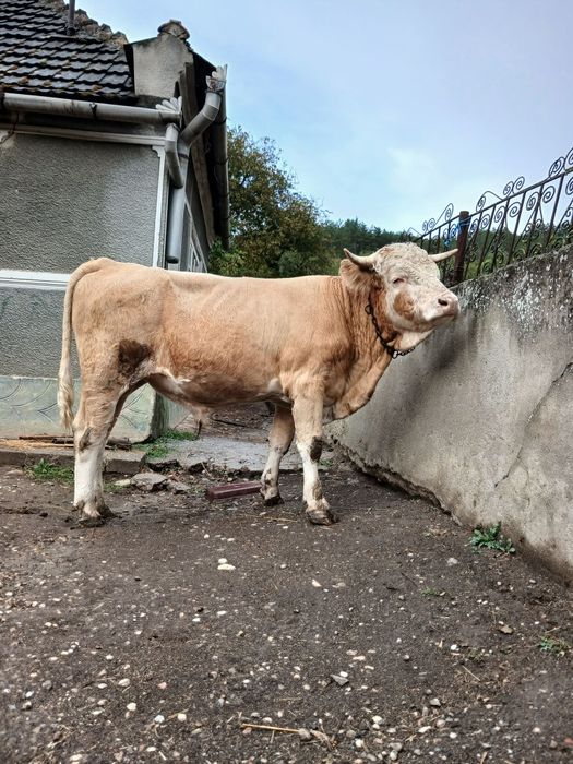 Taur de vânzare de 2 ani