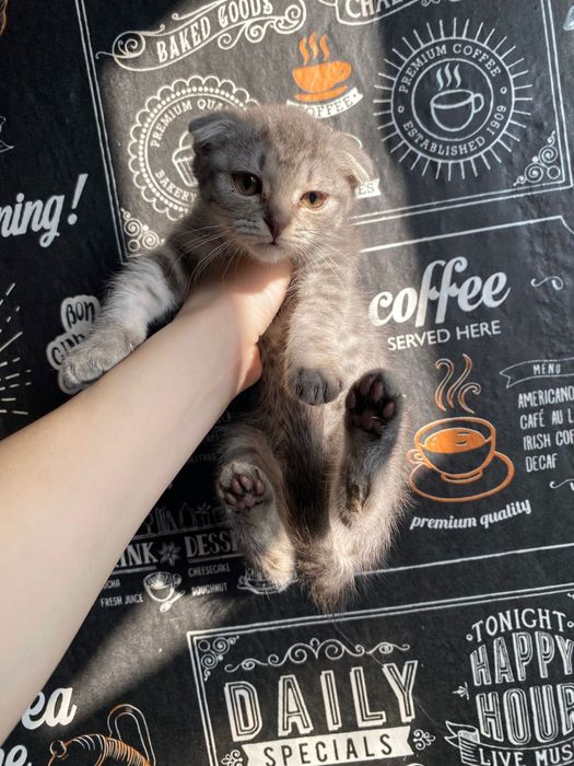 Вислоухая скотиш фолд Шотландская девочка