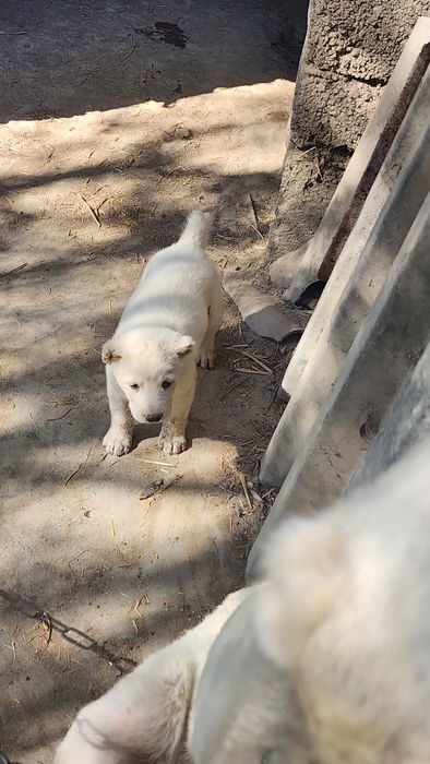 Продам щенков алабая, свои. Хвост и уши порезаны, остались 2 девочки