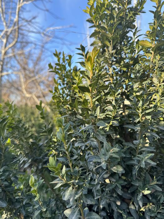 Shamshod koʻchatlari 5 yillik