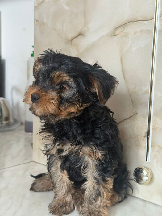 Продаётся йоркширский терьер (девочка)