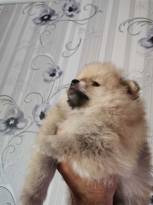 Кученца си търсят нов дом