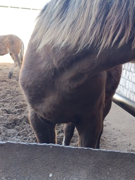 Продам жеребчика полторашку и кобылку