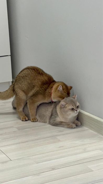 Продается золотая шиншилла котенок девочка