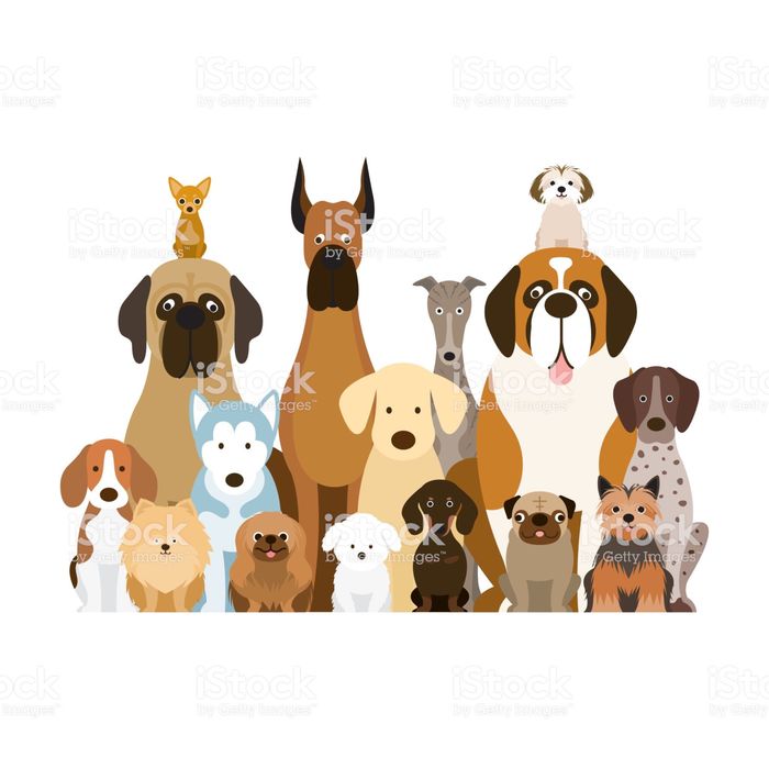 -dresaj canin ieftin