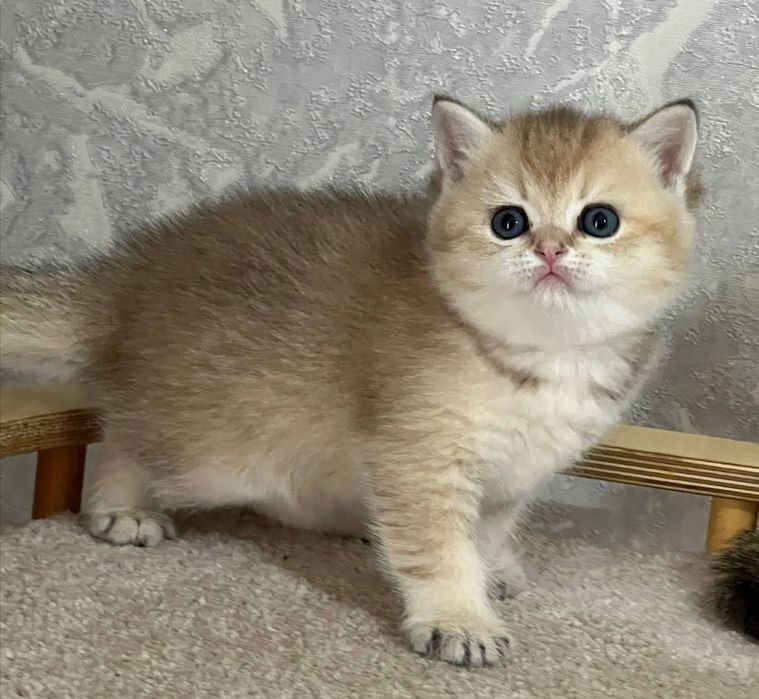 Британский чистокровный мальчик золотая шиншилла