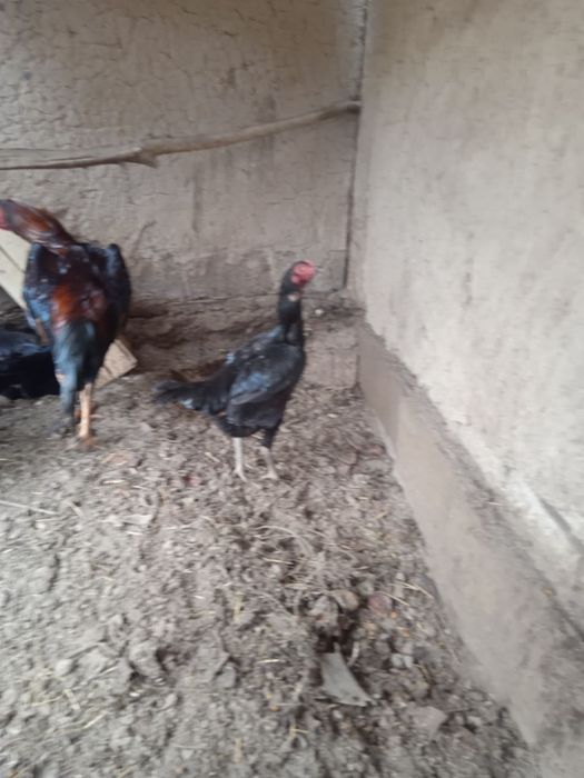 Dakanlar sotiladi. Korea, Yapon, Vetnam zotlari bor.