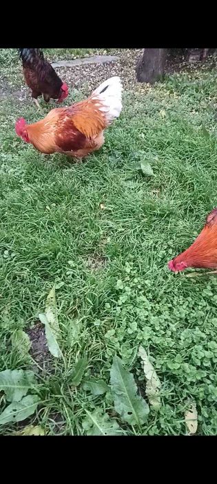 Неми Патици ( юрдечки), бели. Петли -различни породи.