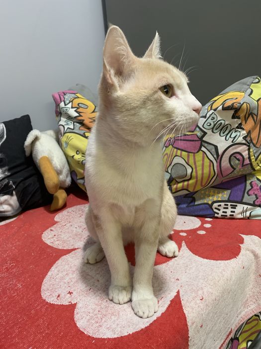 Отдам котенка ~6 мес