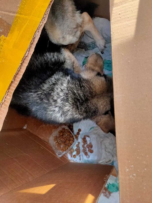 Собачка ищет хозяина