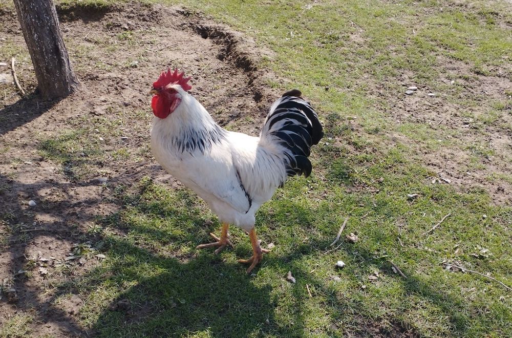 Адлер Петух продам