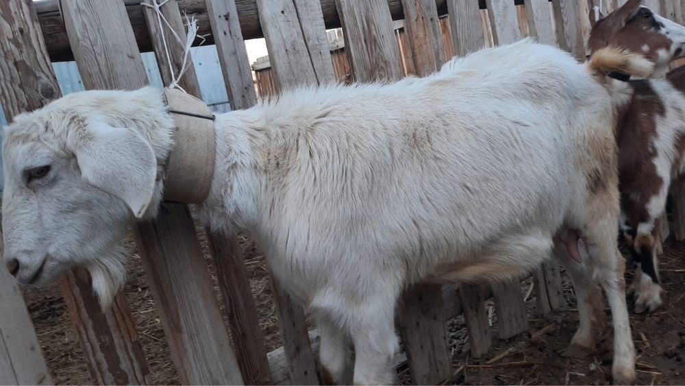 Заненский пародалы сауынды ешкі