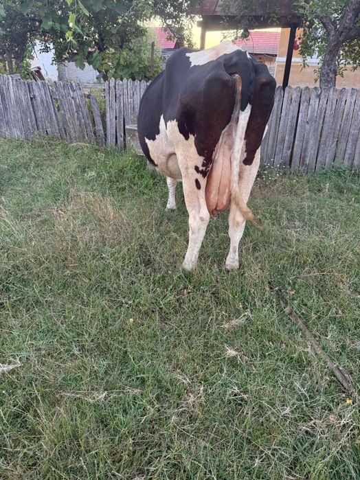 Vaca cu vițel de 6 luni