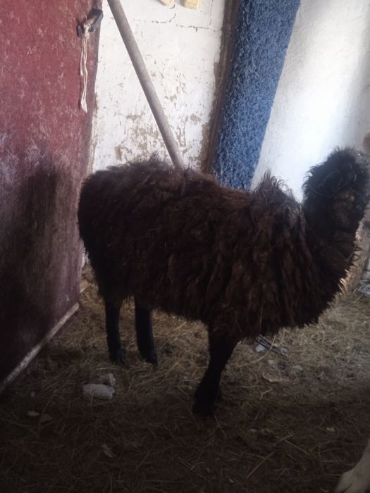 Қой баран  с доставкой