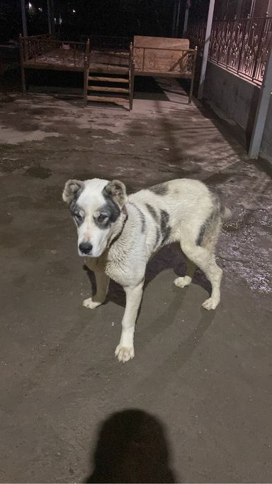 Алабай кушыкк