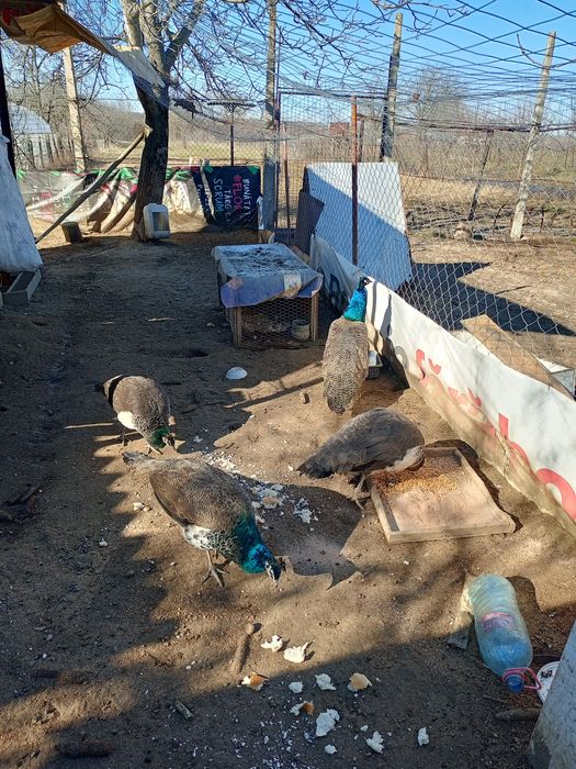 Pauni vor sa zboare am 2 perechi