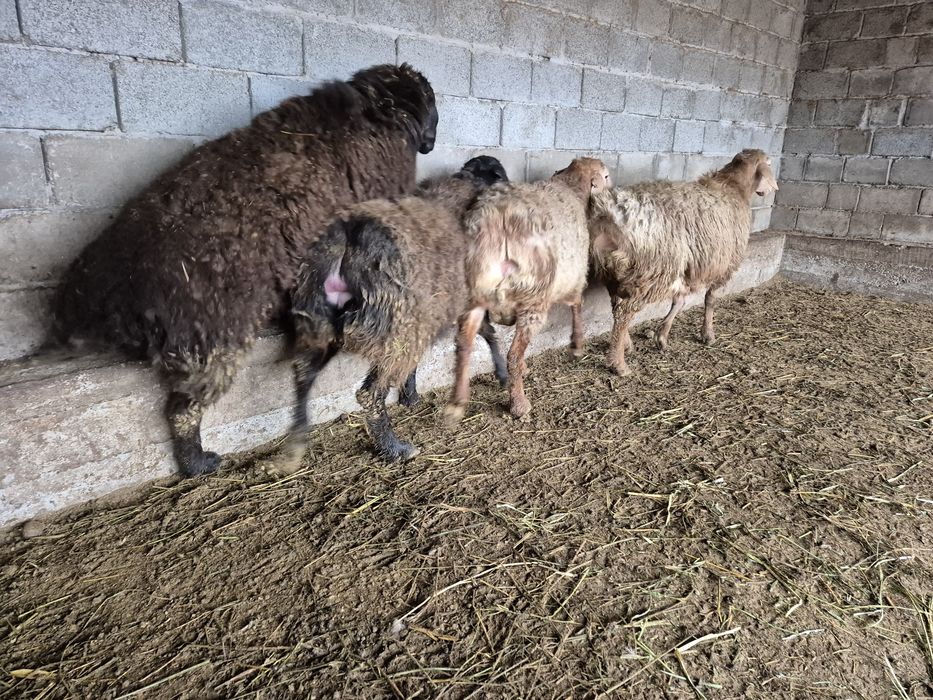 Кошкар қошқар қой кой