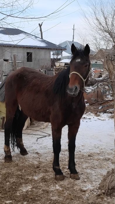 Продам кобылу справную