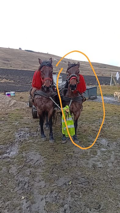 De vânzare iapă  cei încercuită de 9/10 ani