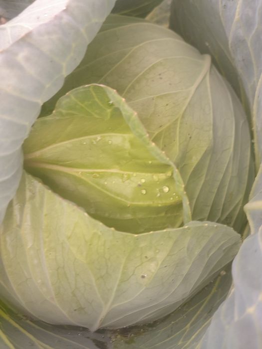 Vând varza Beverly Hills