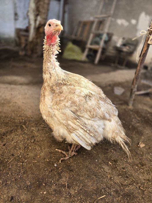 Big 6 uyda boqilgan 12  13 kg chiqadi