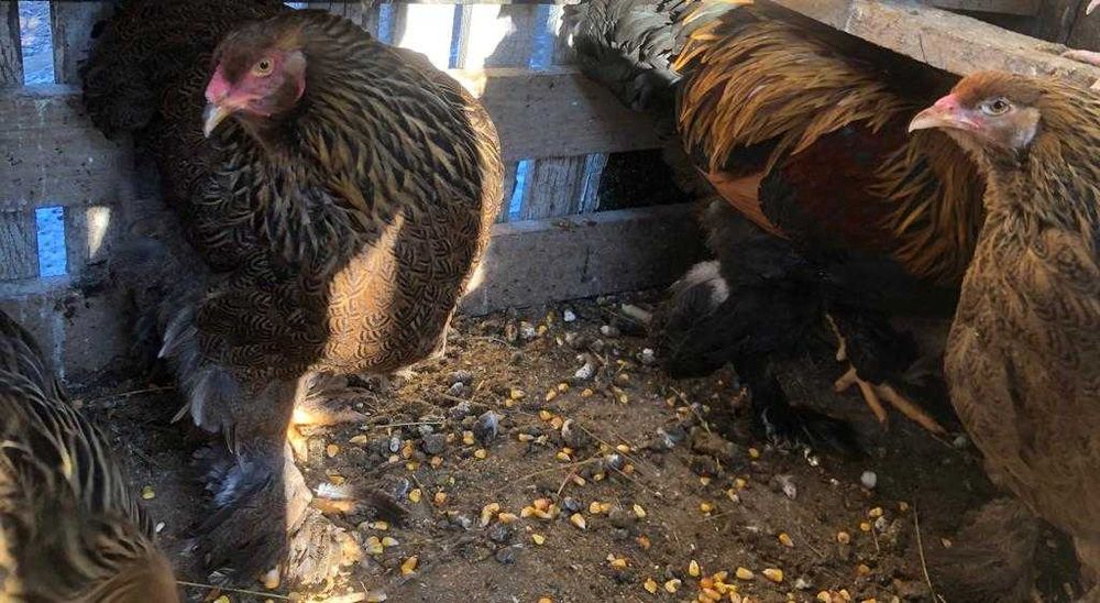 Familii de gaini 3+1 rase mari 1 an