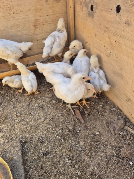 Продам домашних  цыплят