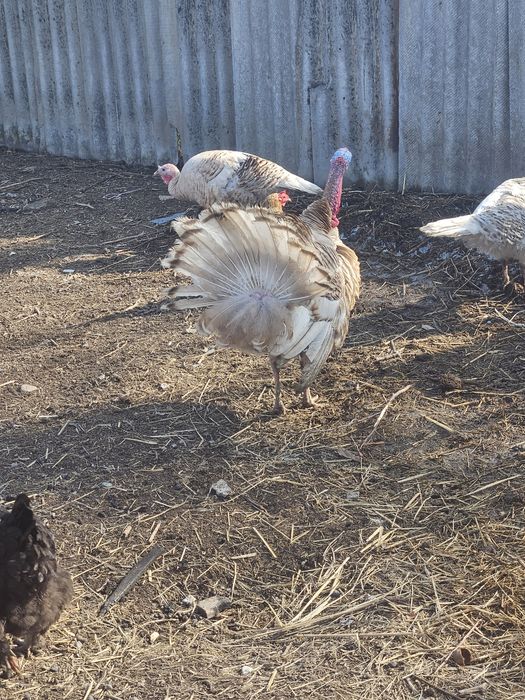 Продам индюк молодой самец
Здоровая птица.