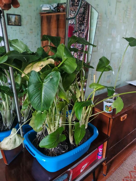 Продам цветы Каллы