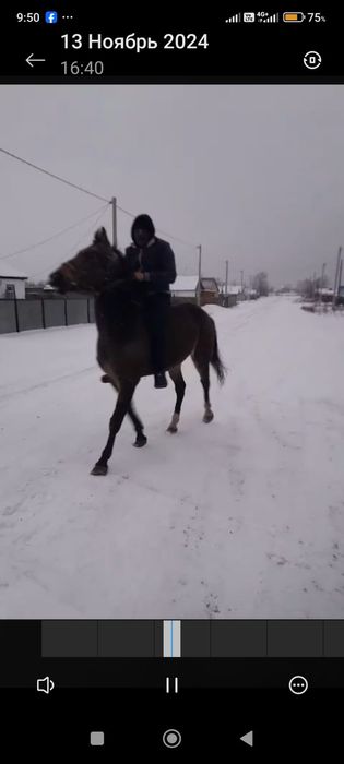 Продам Ахылтыкинского коня