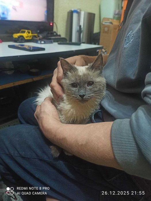 сиам (бирманская)красавцы, мальчики  и девочки на фото родители и дети