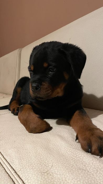 Чистокръвно Ротвайлерче