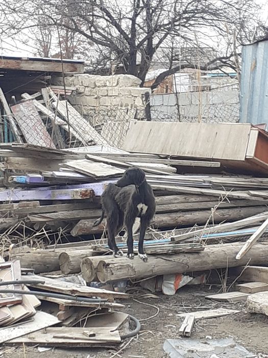 Лсы екі Тазы сатылады бағасы  45000 тг