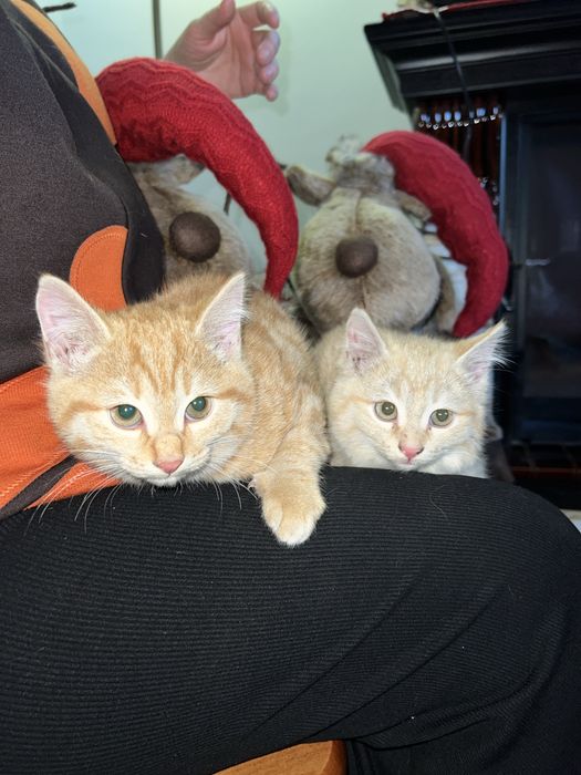 Отдам котенка в добрые руки (кошка)