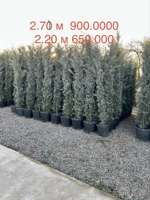Кипарис Аризона Kiparis arizona 2.20  2.40 m