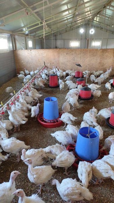 Curcani cu greutatea de 1,4 kg