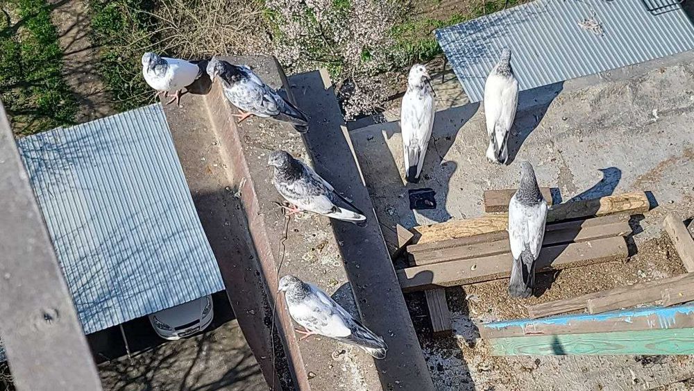 Продам пискунов от высоко лётных игровых ИНДОПАКИСТАНЦЕВ