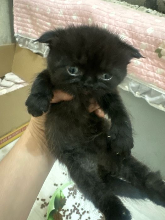 котята пародистой