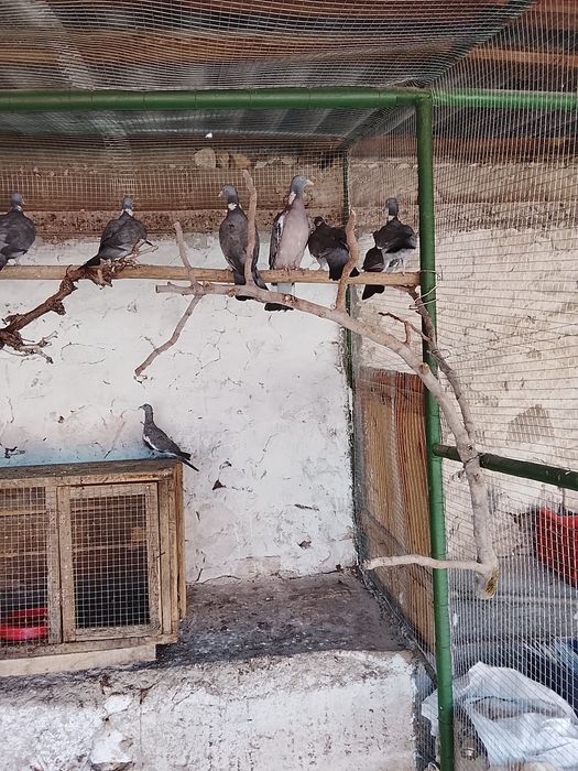 Продавам Гривеци и Червено златни фазани