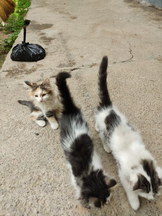 котята два месяца